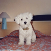 Photo de Bichon  poil fris