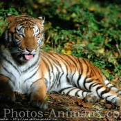 Photo de Tigre