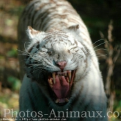 Photo de Tigre