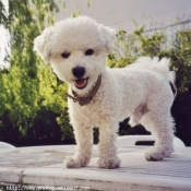 Photo de Bichon  poil fris