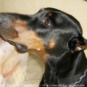 Photo de Dobermann