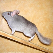 Photo de Chinchilla