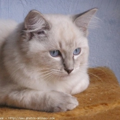 Photo de Ragdoll