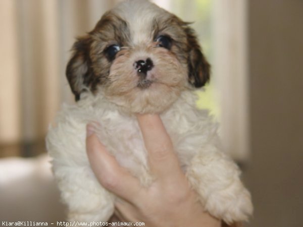 Photo de Shih tzu