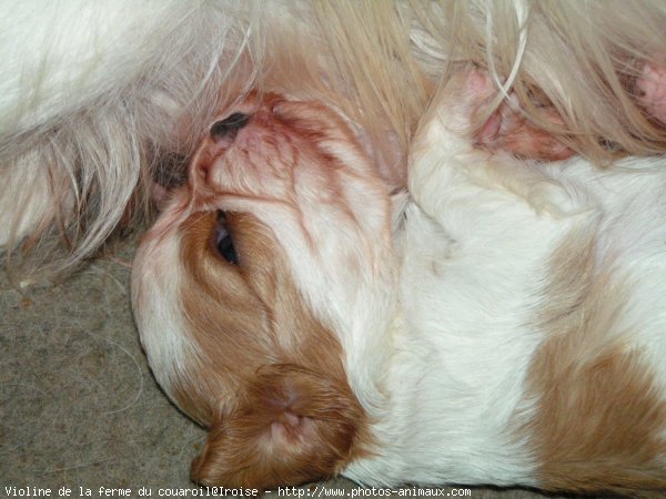 Photo de Cavalier king charles spaniel