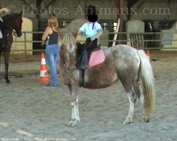 Photo d'Appaloosa