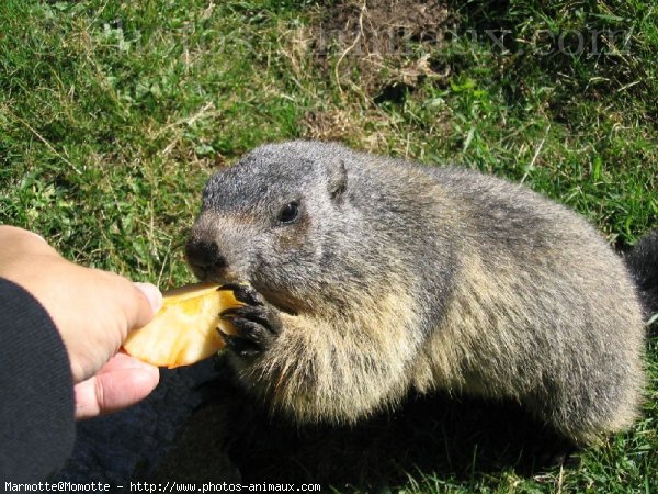 Photo de Marmotte