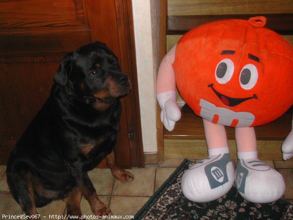 Photo de Rottweiler