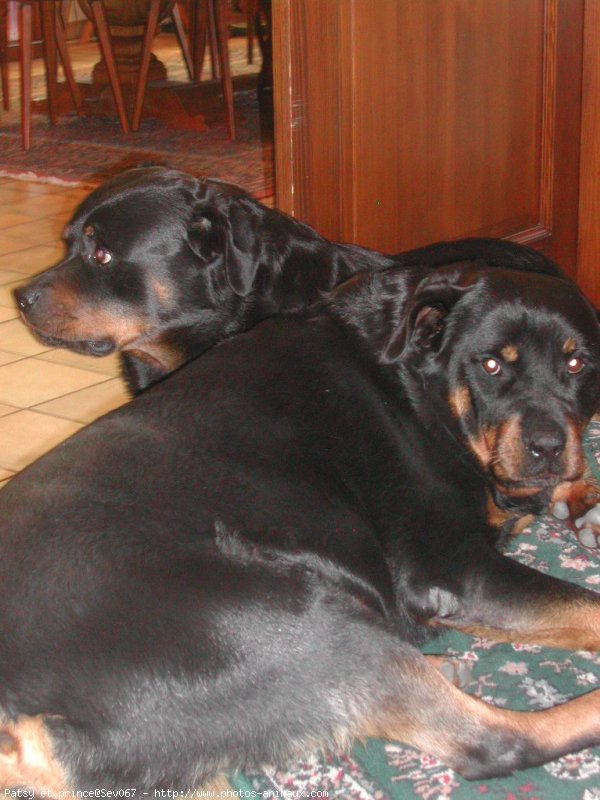 Photo de Rottweiler