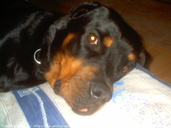 Photo de Rottweiler