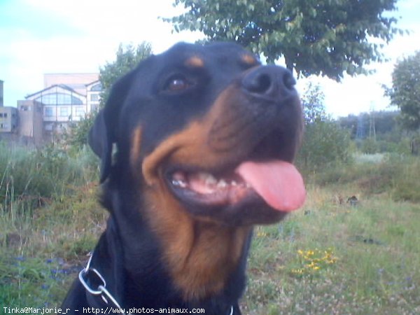 Photo de Rottweiler