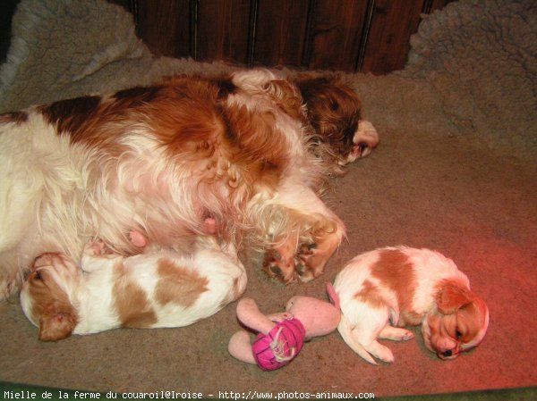 Photo de Cavalier king charles spaniel