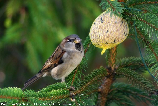 Photo de Moineau