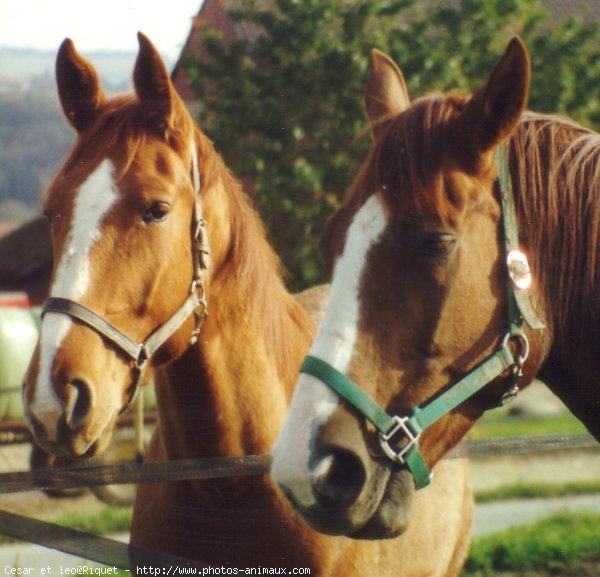 Photo de Races diffrentes