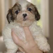 Photo de Shih tzu