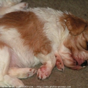 Photo de Cavalier king charles spaniel