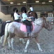 Photo d'Appaloosa