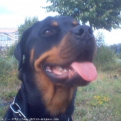 Photo de Rottweiler