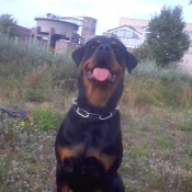 Photo de Rottweiler