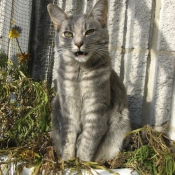 Photo de Chat domestique