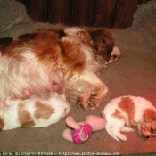 Photo de Cavalier king charles spaniel