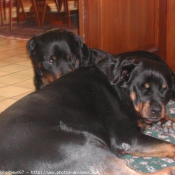 Photo de Rottweiler