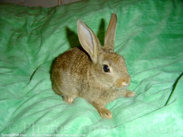 Photo de Lapin