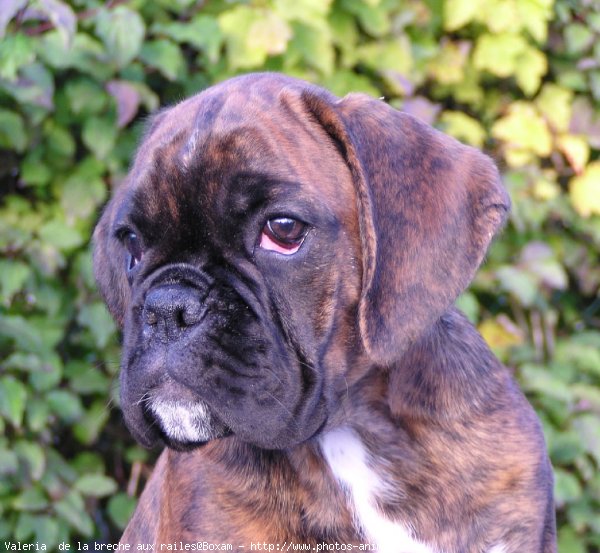 Photo de Boxer