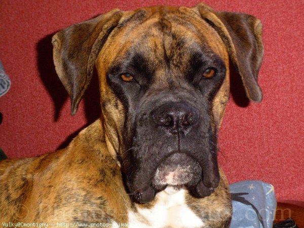 Photo de Boxer