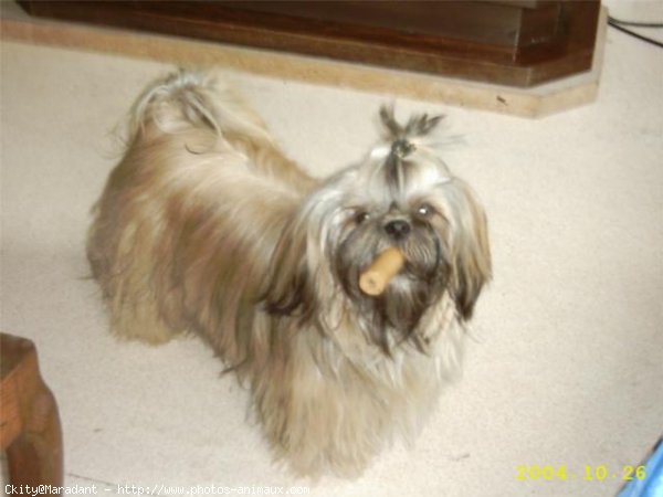 Photo de Shih tzu