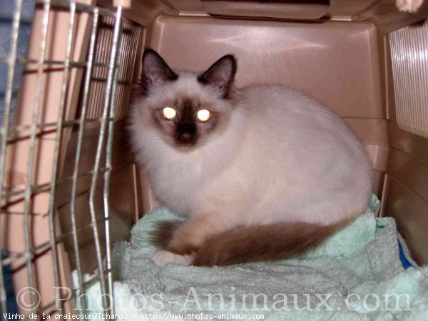 Photo de Sacr de birmanie