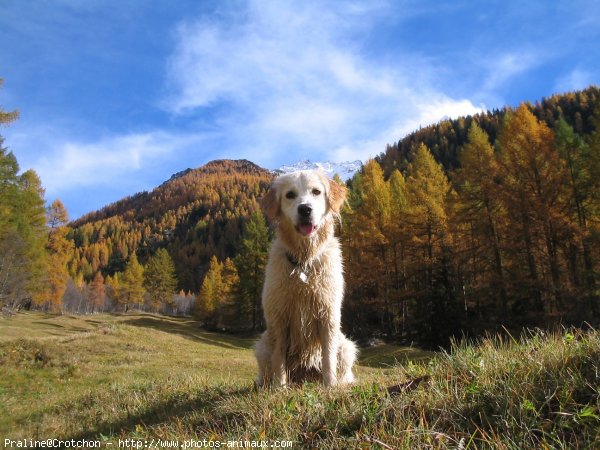 Photo de Golden retriever