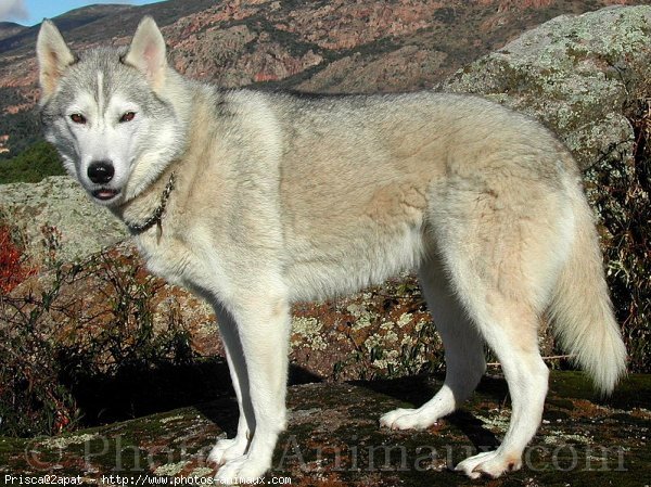 Photo de Husky siberien