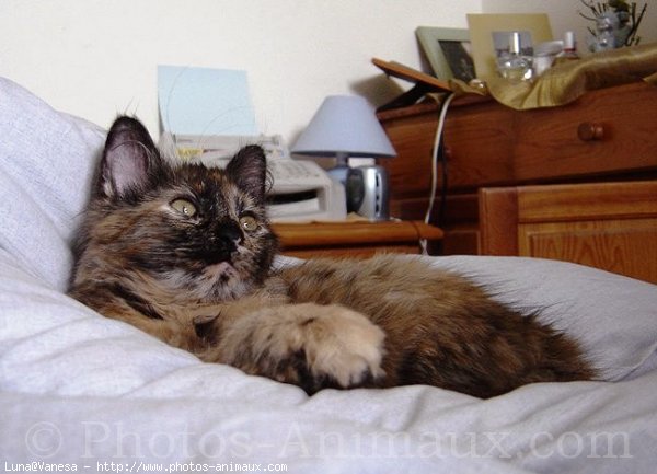 Photo de Maine coon