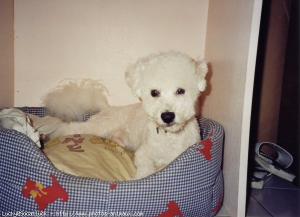 Photo de Bichon  poil fris