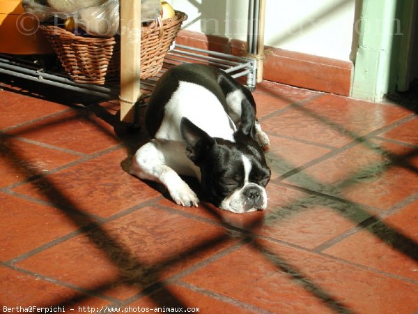 Photo de Boston terrier