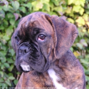 Photo de Boxer