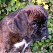 Photo de Boxer