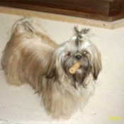 Photo de Shih tzu