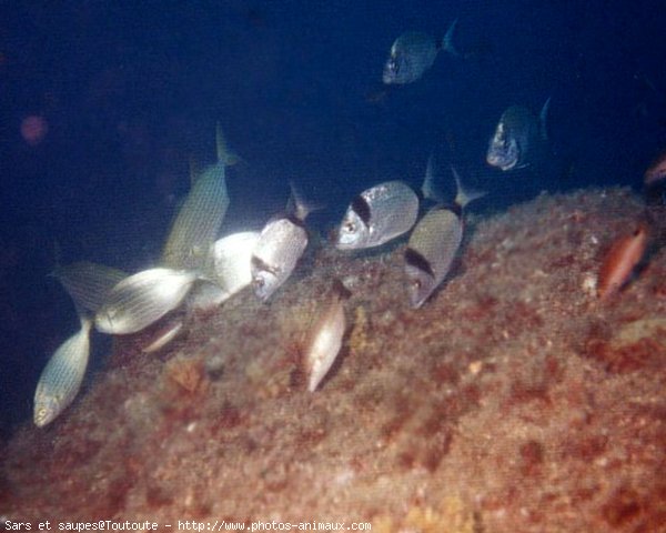 Photo de Poissons exotiques