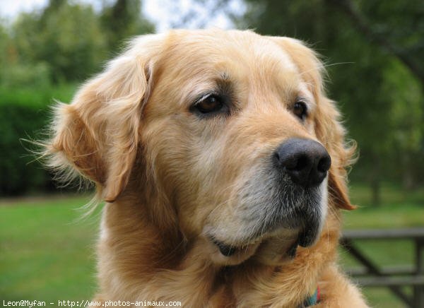 Photo de Golden retriever