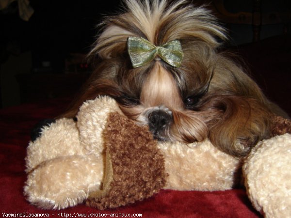 Photo de Shih tzu