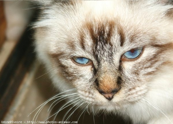 Photo de Sacr de birmanie