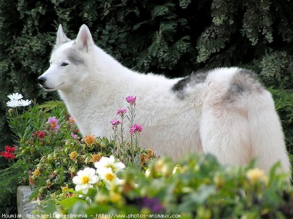 Photo de Husky siberien