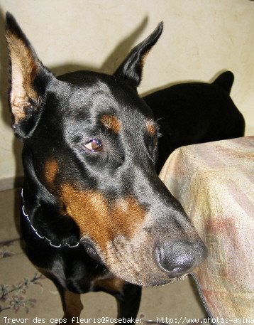 Photo de Dobermann