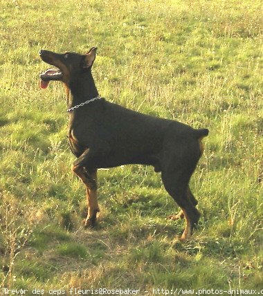 Photo de Dobermann