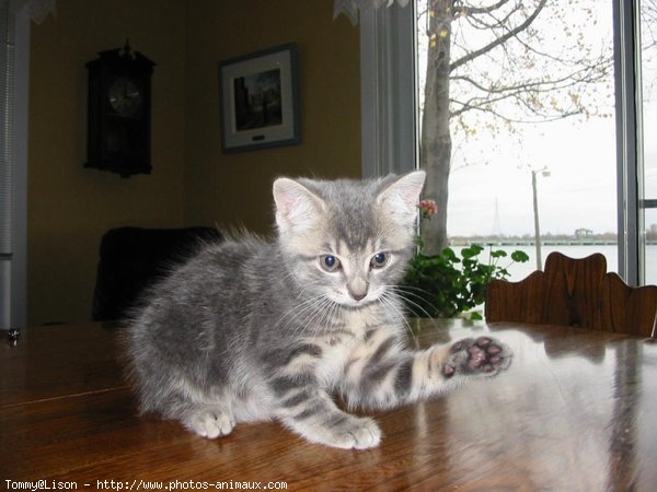 Photo de Chat domestique