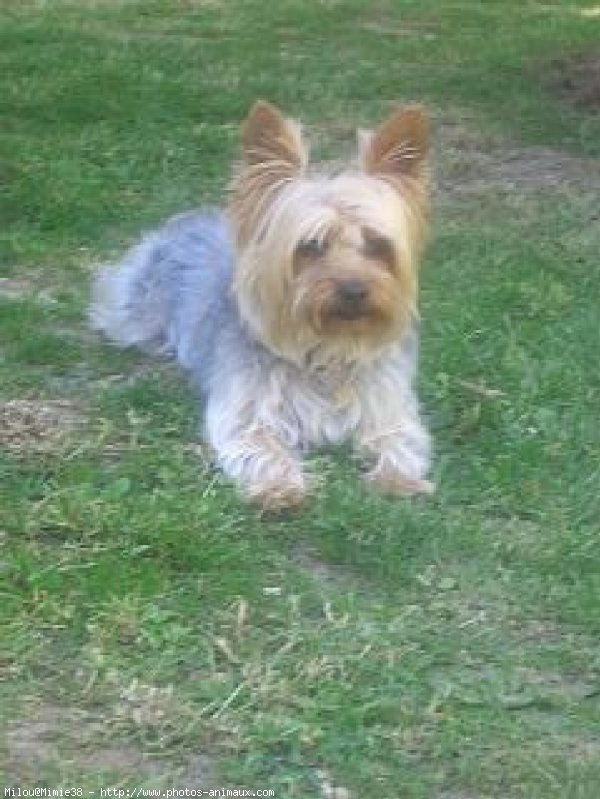 Photo de Yorkshire terrier