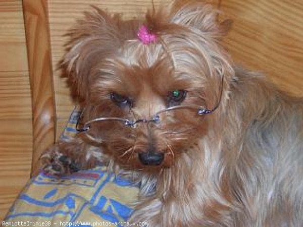 Photo de Yorkshire terrier