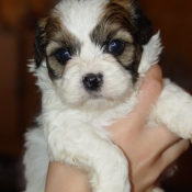 Photo de Shih tzu